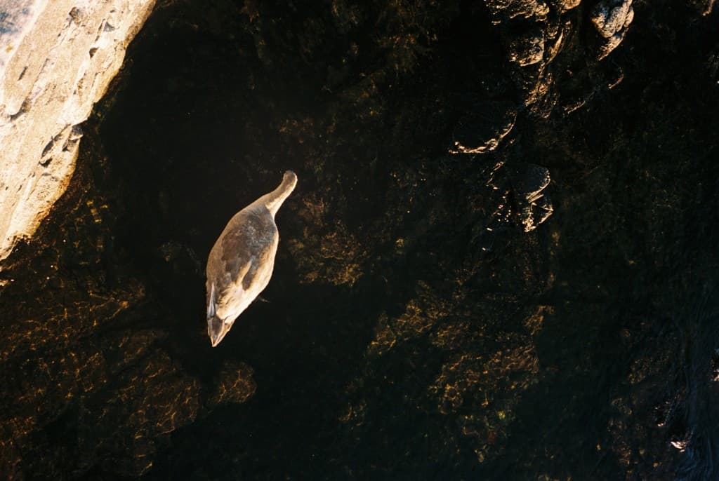 Bird above dark rocks